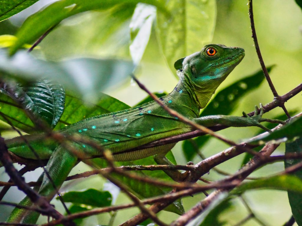 Grüner Leguan aus Costa Rica