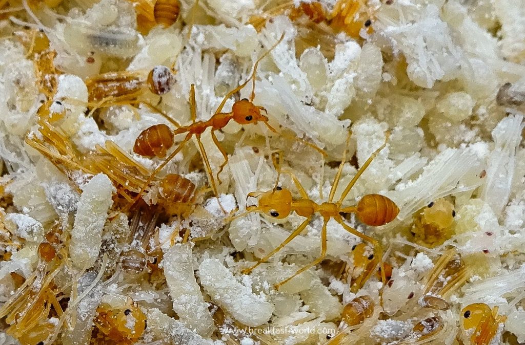 Ameisen auf dem Markt in Laos