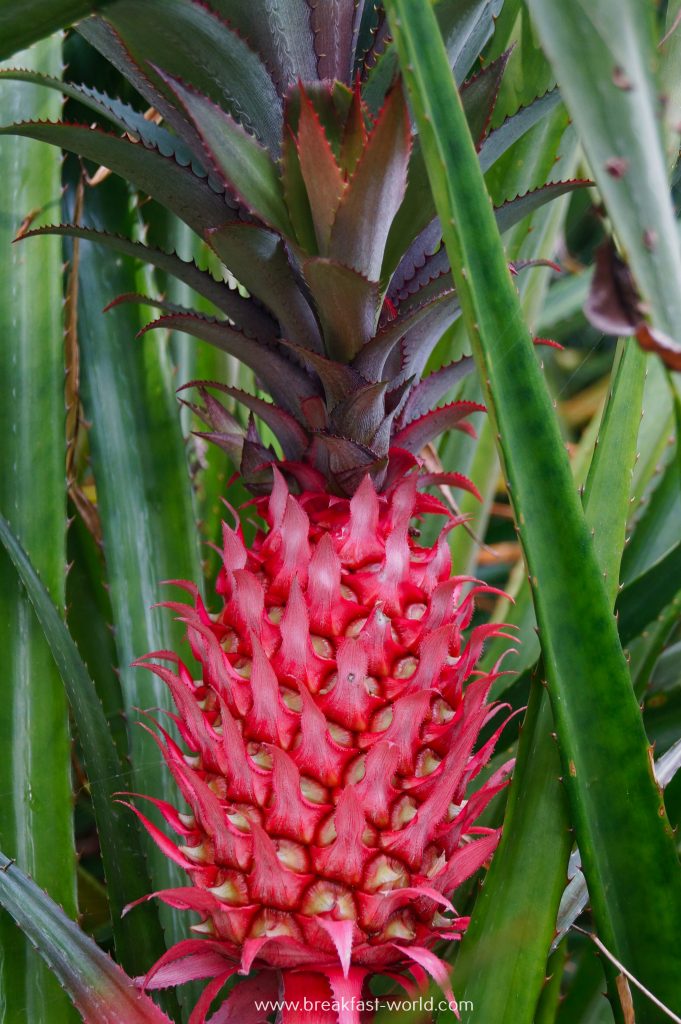 Rote Ananas, Le Jardin du Roi, Mahé, Seychellen